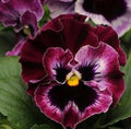 Pansy Seeds 50 Count Frizzle Sizzle Raspberry Viola tricolor var. hortensis Annual Garden Flower Seeds