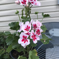 Geranium Mojo White Splash Live Plant in Gallon Pot, Pelargonium x hortorum, White Flowers, Compact, Drought Tolerant