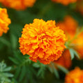 African Marigold Seeds - 250 Non-GMO Tall Orange Double Blooms - Tagetes erecta Garden Flower Seeds
