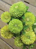 Tequila Lime Zinnia Seeds - 100+ Pack, Zinnia elegans, Bright Lime Green Flowers, Butterfly & Bee Attractant, Garden & Container Planting