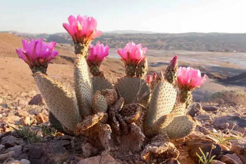 Beaver Tail Cactus Pad – Opuntia basilaris with Pink Flowers – Drought-Tolerant Succulent for Garden or Container Planting