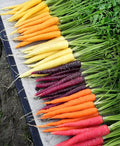Rainbow Carrot Seeds Mix - Organic Non-GMO Heirloom Daucus carota Vegetable Garden Planting Pack of 100+