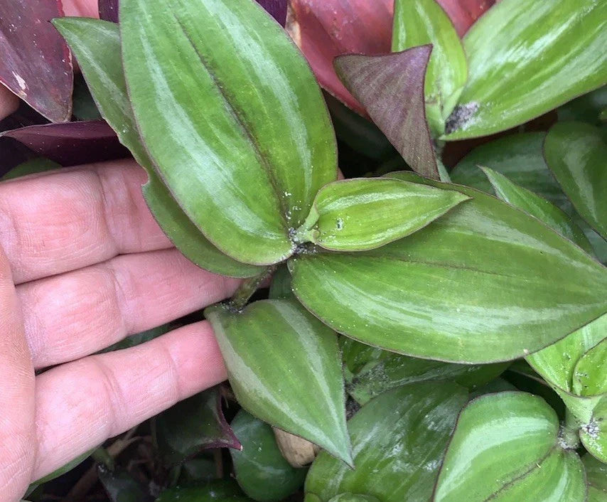 Wandering Jew Plant Cuttings - 20 Fresh Green Tradescantia Zebrina Trailing Houseplant Propagation Material