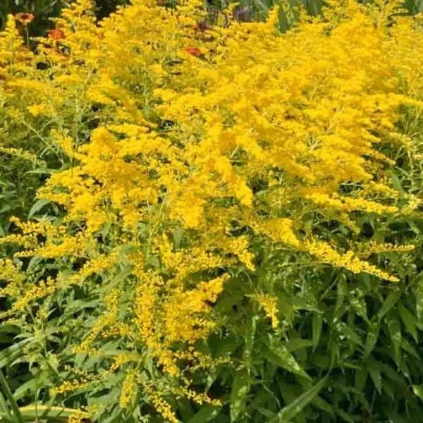 Organic Stiff Goldenrod Seeds - Solidago rigida Perennial for Pollinators & Natural Gardens, USA Grown, Free Shipping