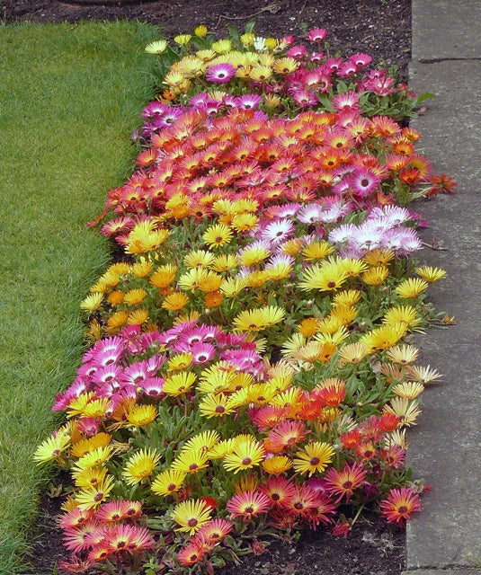 Ice Plant Seeds - Colorful Blooms - Livingston Daisy - Delosperma spp. - Night-Closing & Day-Reopening Flowers