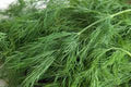 Dill Seed Packet - Over 50 Non-GMO Heirloom Seeds - Anethum graveolens Herb for Culinary & Dried Use