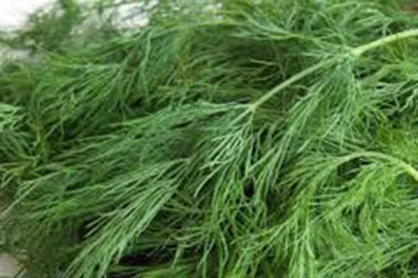 Dill Seed Packet - Over 50 Non-GMO Heirloom Seeds - Anethum graveolens Herb for Culinary & Dried Use