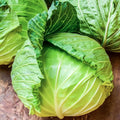 Golden Acre Cabbage Seeds - Heirloom Non-GMO Brassica oleracea - 1000+ Fresh Seeds for Home Gardening