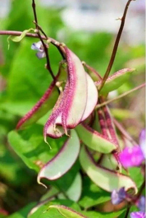 Asian Vegetable Plants Bundle – Bottle Gourd, Wax Gourd, Hyacinth Bean – Live Vegetables for Home Gardening