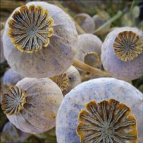 Exotic Poppy Seeds - Giant Papaver somniferum for Planting, Easy to Grow, Vibrant Flowers, Garden Seeds