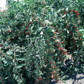 Goji Berry Cuttings - Lot of 10 Fresh Lycium barbarum Perennial Shrubs for Fruit-Bearing Garden or Indoor Growing