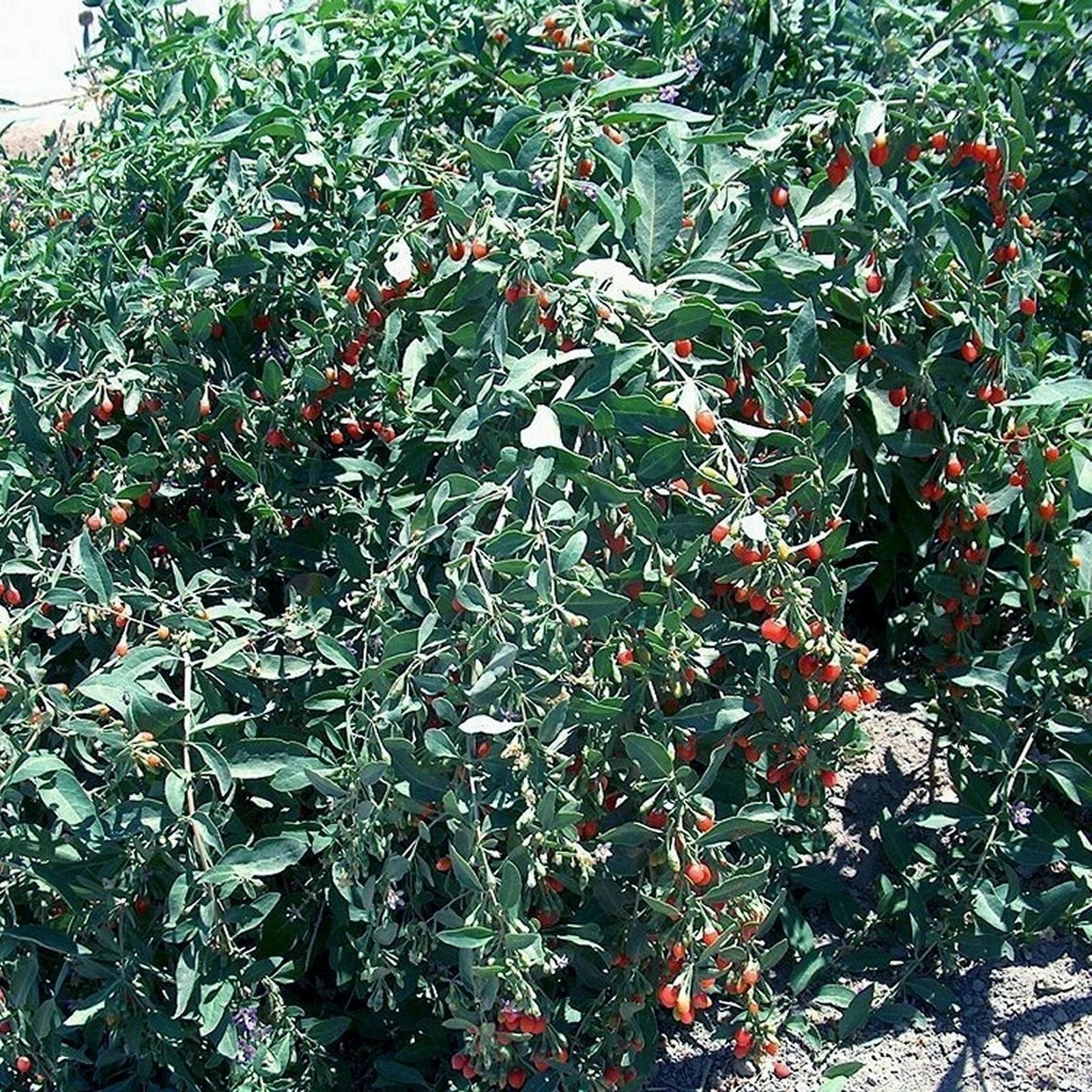 Goji Berry Cuttings - Lot of 10 Fresh Lycium barbarum Perennial Shrubs for Fruit-Bearing Garden or Indoor Growing