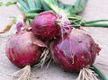 Fresh Red Burgundy Onion Seeds - Allium cepa, Non-GMO, Heirloom, 25 Pack for Home Garden, Bulb-Forming, Full Sun, USA Shipping