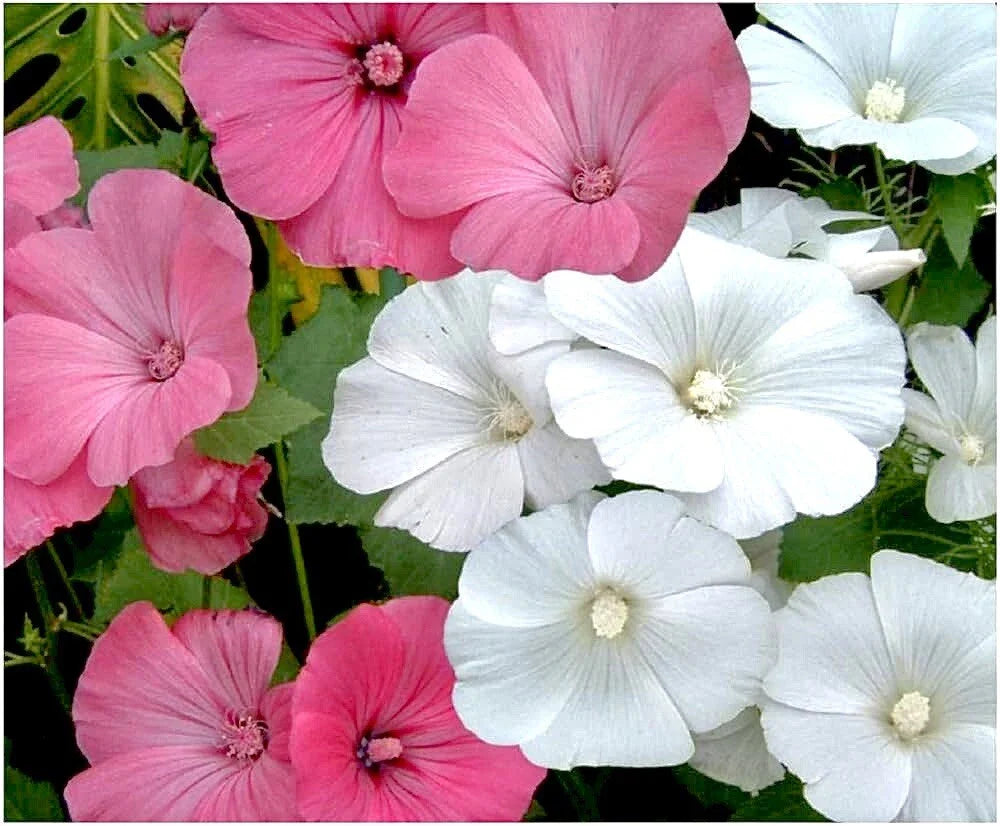 Rose Mallow Seeds Mix - 30+ Hibiscus moscheutos Flower Seeds for Garden, Pink & White Blooms, Attract Pollinators, Easy to Grow