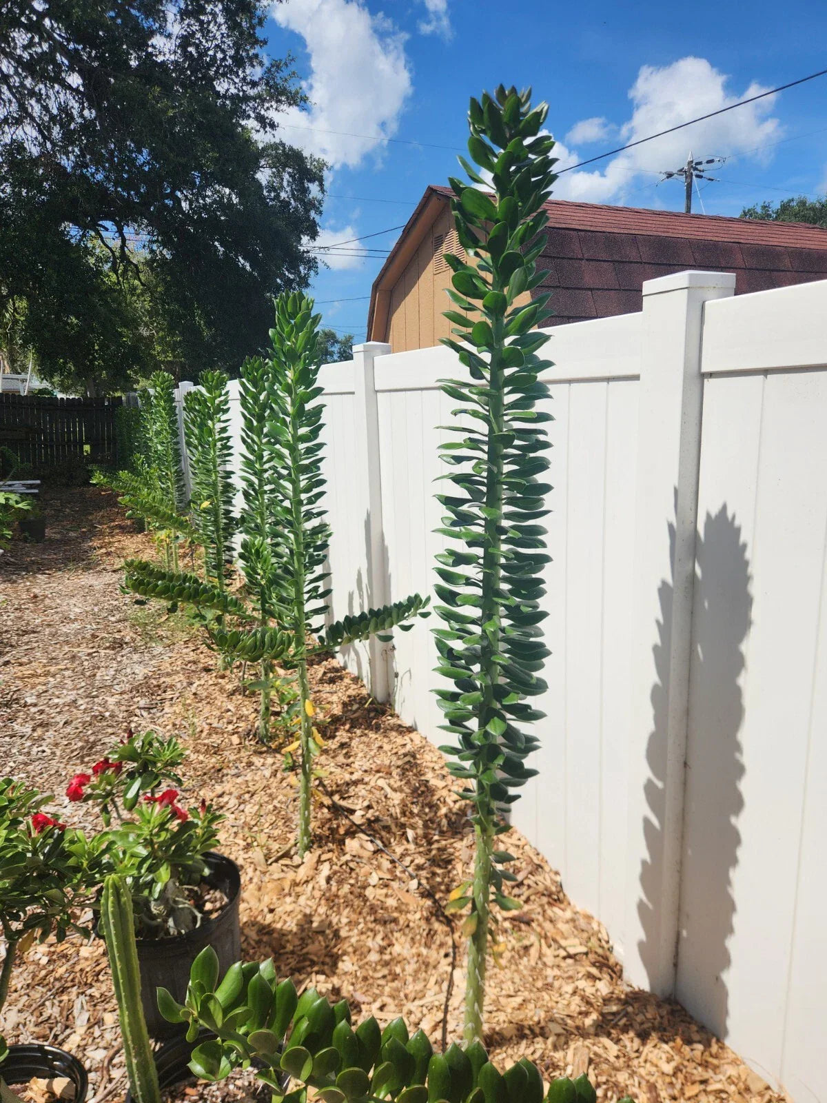 5x Giant Pereskiopsis Cuttings 5" - Thick Stems, Fast Growing Pereskiopsis spp.