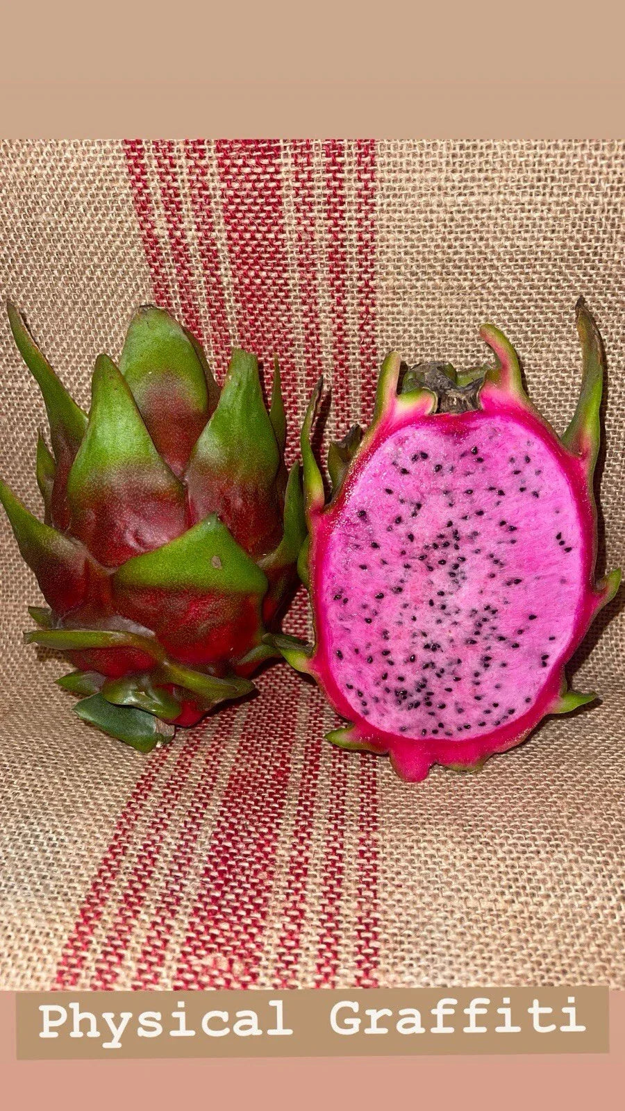 Dragon Fruit Cuttings - Physical Graffiti Variety - Hylocereus undatus - Exotic Pink Skin Fruit, Climbing Cactus, Ready to Plant
