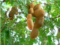 Organic Tamarindus indica Bonsai Seeds - Dwarf Variety for Indoor & Outdoor Gardening, 10++ Seeds