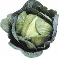 Cabbage Seeds - 2000+ Early Jersey Wakefield Heirloom Non-GMO Brassica oleracea var. capitata