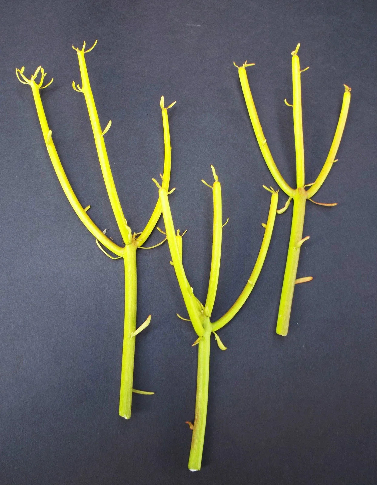 Euphorbia Tirucalli Pencil Cactus Cuttings - Fire Stick Succulent Plant for Indoor Gardening - Drought-Tolerant, Low-Maintenance, 50 Pieces