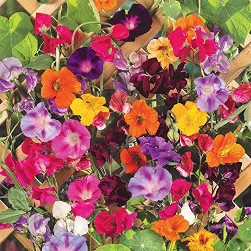 Colorful Mixed Climbing Vine Seeds - 200+ Seeds for Morning Glory & Nasturtium - Vertical Garden, Trellises & Fence Decor
