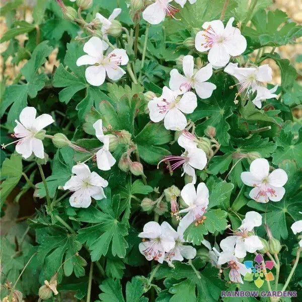 Harz Geranium Seeds Pack – Pelargonium x hortorum – Vibrant Garden Flowers – 25+ Seeds for Planting