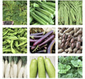 Vegetable Seeds Pack - Asian Variety - Non-GMO, Heirloom Seeds for Home Garden, Includes Bok Choy, Radish, Chinese Cabbage
