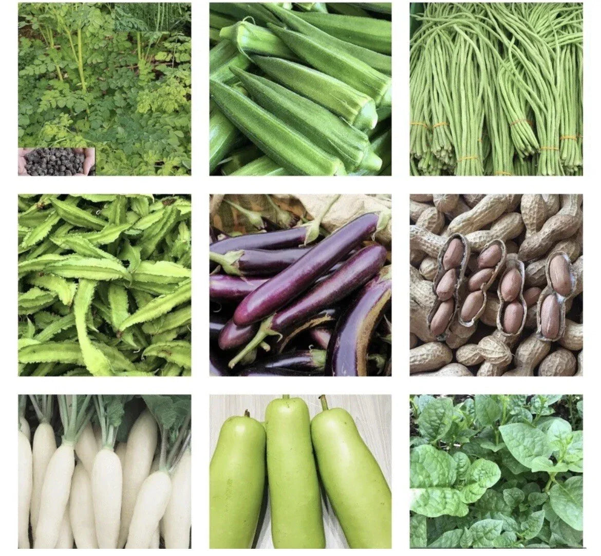 Vegetable Seeds Pack - Asian Variety - Non-GMO, Heirloom Seeds for Home Garden, Includes Bok Choy, Radish, Chinese Cabbage
