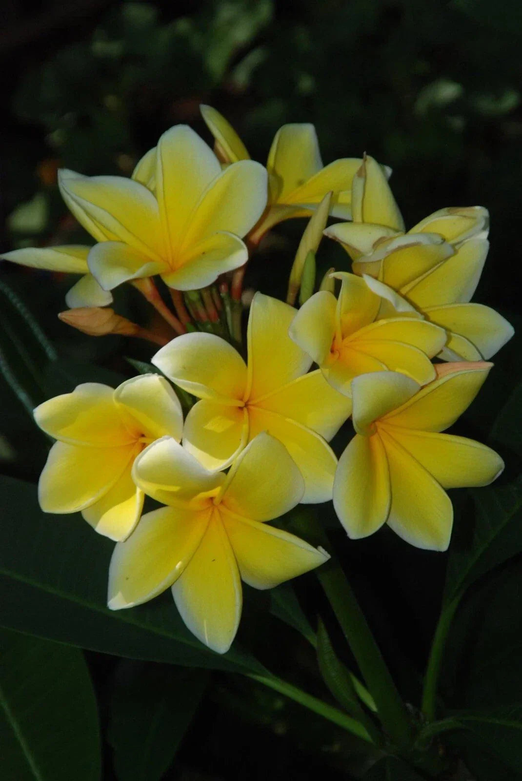 Rooted Plumeria Cutting 12-15" Florida Grown Tropical Frangipani Plant Plumeria spp.