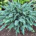 Hosta Wild Imagination Plant - 5.25" Pot - Colorful Variegated Foliage - Shade Perennial - Hosta spp.