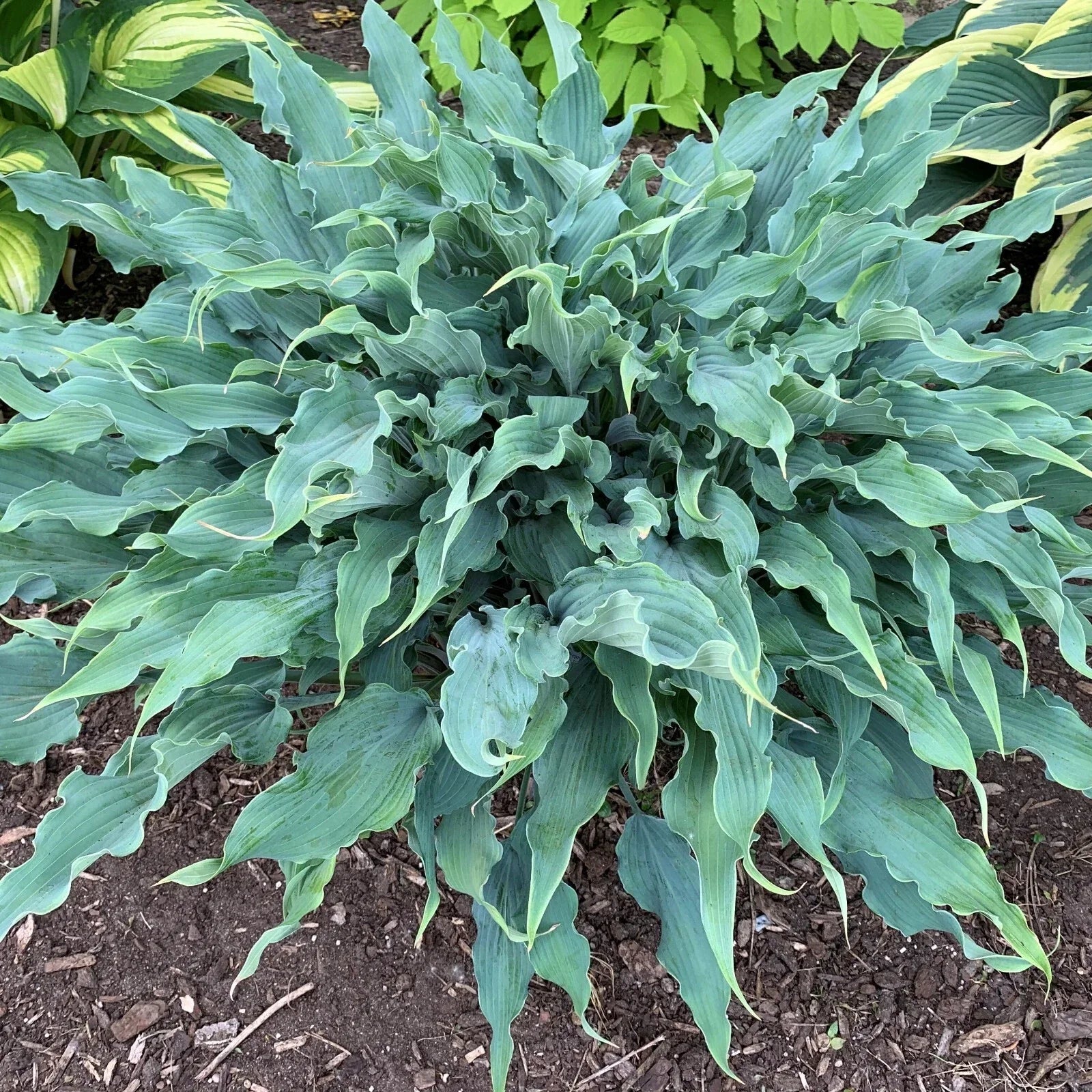 Hosta Wild Imagination Plant - 5.25" Pot - Colorful Variegated Foliage - Shade Perennial - Hosta spp.