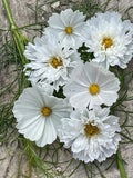 White Mix Cosmos Seeds - 200+ Cosmos bipinnatus Garden Flower Seeds for Borders & Containers - Easy to Grow Pollinator Attracting Seeds