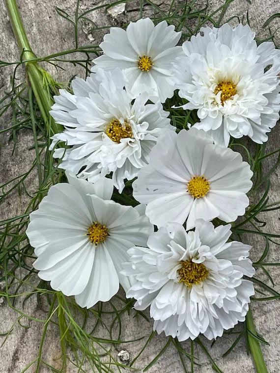 White Mix Cosmos Seeds - 200+ Cosmos bipinnatus Garden Flower Seeds for Borders & Containers - Easy to Grow Pollinator Attracting Seeds
