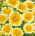 Garland Daisy Seeds 200 Pack Bright Yellow Flowers Bellis perennis Annual Garden Seeds