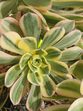 Aeonium Sunburst Succulent Plant - 4" Potted Variegated Houseplant for Indoor Outdoor Decor