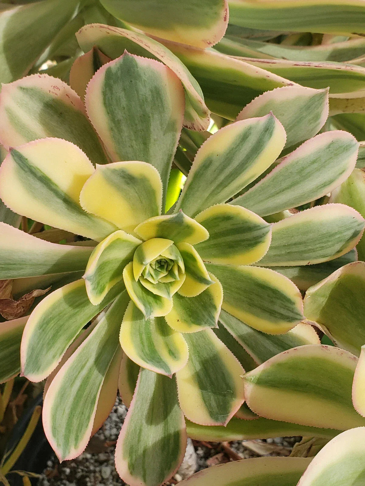 Aeonium Sunburst Succulent Plant - 4" Potted Variegated Houseplant for Indoor Outdoor Decor