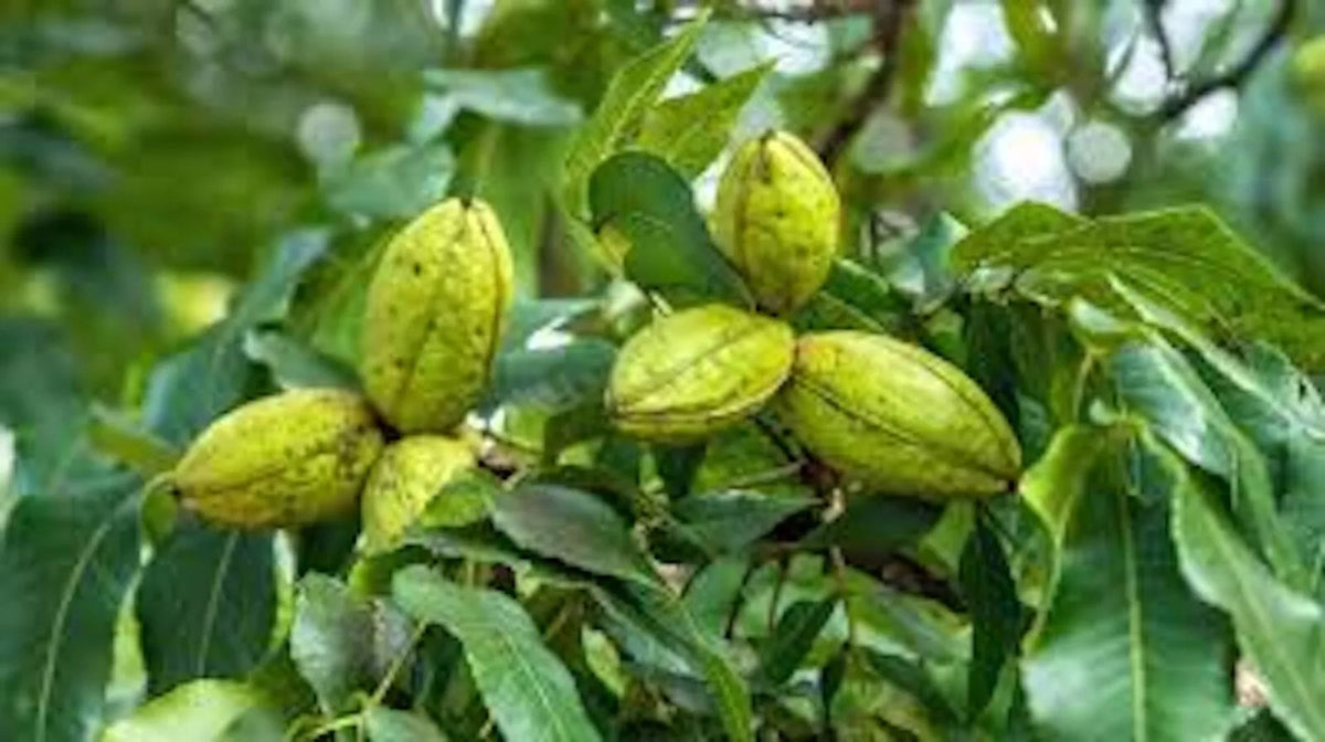 Hardy Pecan Trees Bare Root 12-24in Carya illinoensis Edible Nut Tree for USDA Zones 6-9
