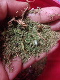 Organic Epazote Seeds 1g - Chenopodium ambrosioides Herb for Cooking & Medicinal Use - Over 5,000 Seeds
