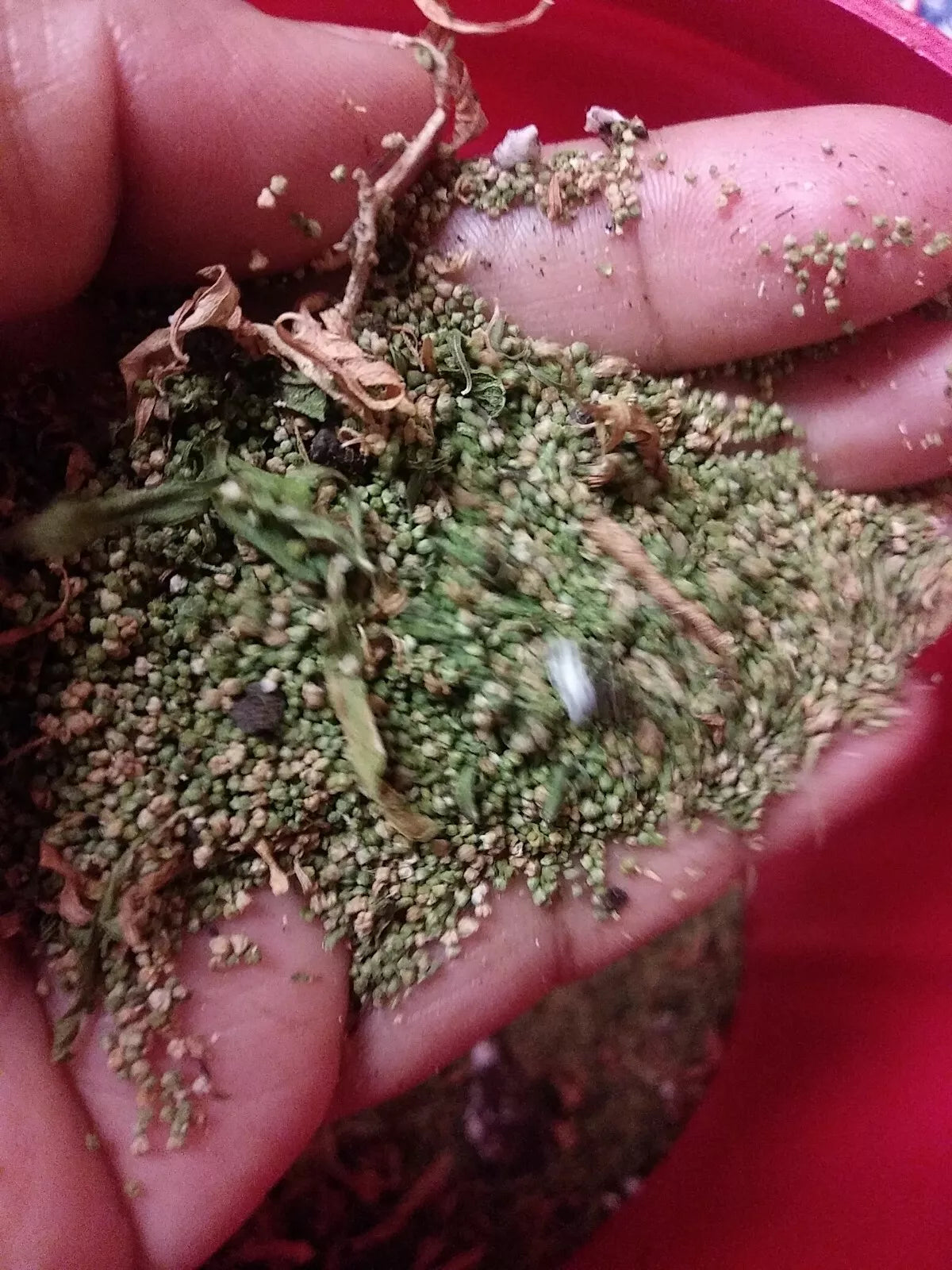Organic Epazote Seeds 1g - Chenopodium ambrosioides Herb for Cooking & Medicinal Use - Over 5,000 Seeds
