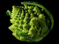 Broccoli Seeds - Romanesco Variety - Conical Shape - Non-GMO, 100 Seeds from GroCo USA