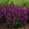 Bumbleberry Salvia Seeds - Perennial Flower Seeds for Butterfly Gardens - Salvia nemorosa 'Bumbleberry' - 50 Pack