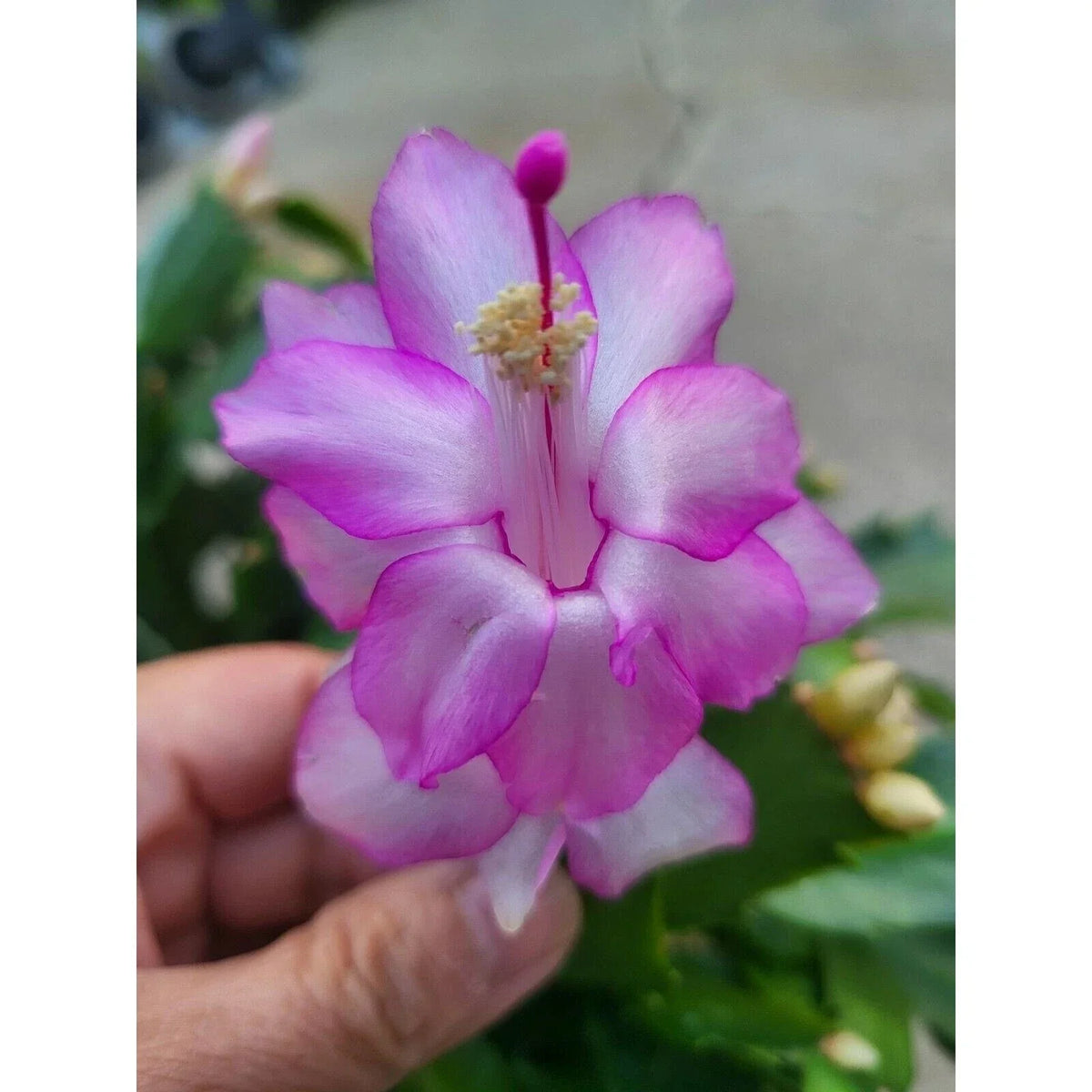 Pandora Schlumbergera Truncata Cuttings – Jungle Holiday Cactus Propagation – Succulent Plant Clippings for Indoor & Outdoor Gardening