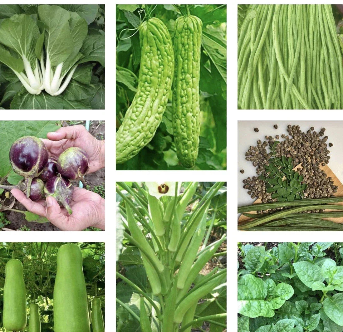Asian Vegetable Seeds Pack - 20 Non-GMO Heirloom Varieties for Organic Gardening, Home & Urban Farming