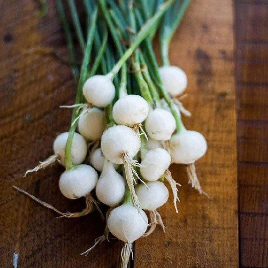 Crystal White Wax Pearl Onion Seeds - Allium cepa, Pickling & Cocktail Onions, High Yield Vegetable Seeds, Small Round Onion Seeds