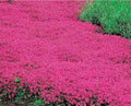 Creeping Thyme Seeds 600 Count Scarlet Red Ground Cover Perennial for Rock Garden Thymus praecox