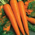Organic Heirloom Imperator 58 Carrot Seeds - Sweet, Tender, Non-GMO, Home Garden, Fresh, Long Roots