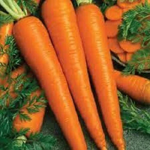 Organic Heirloom Imperator 58 Carrot Seeds - Sweet, Tender, Non-GMO, Home Garden, Fresh, Long Roots