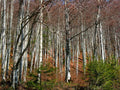 Silver Birch Seeds - Betula pendula, Fast Growing Tree, White Bark, Ornamental, 100+ Seeds for Landscaping and Garden