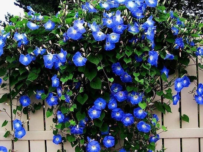 Blue Morning Glory Climbing Vine Seeds | Ipomoea purpurea | Fast-Growing Blue Flowering Vine for Gardens & Trellises
