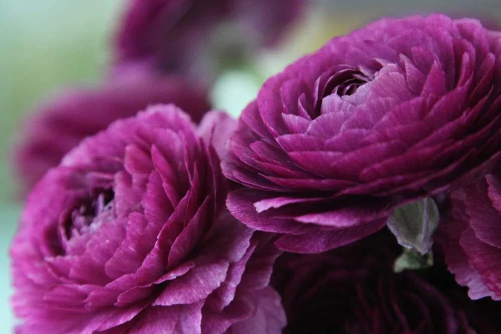 Ranunculus Bulbs for Planting - Buttercup Flower - Garden & Container - Ranunculus asiaticus