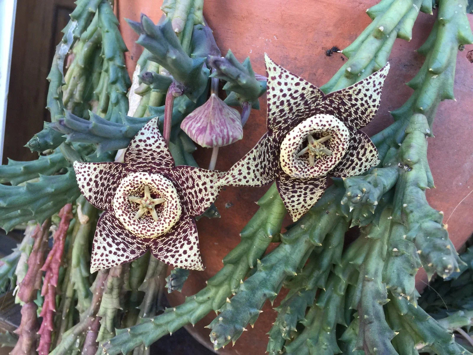 Orbea Variegata Starfish Succulent Cuttings 3-4" | Unique Variegated Indoor & Outdoor Plant